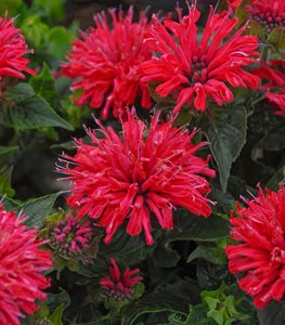 ‘Pardon My Cerise’ bee balm