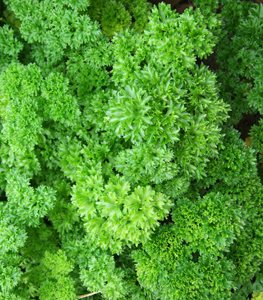 parsley