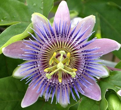 Passion Flower 1
Garden Design
Calimesa, CA