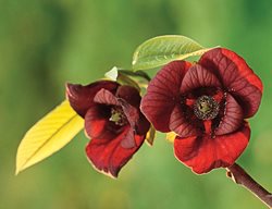  Pawpaw Flower, Asimina Triloba
I Love This Plant
Garden Design
Calimesa, CA