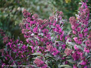 Pearl Glam Beautyberry, Callicarpa Pearl Glam
Proven Winners
Sycamore, IL