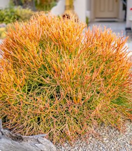 PENCIL CACTUS