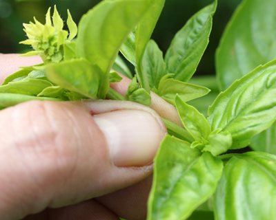 Pinching Basil Flowers
"Dream Team's" Portland Garden
Shutterstock.com
New York, NY