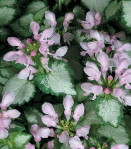 SPOTTED DEADNETTLE