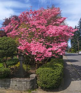 FLOWERING DOGWOOD