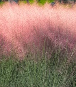 PINK MUHLY GRASS