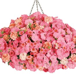 PINK PETUNIA HANGING BASKET