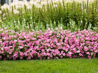 Pink Petunia, Petunia Plant
Proven Winners
Sycamore, IL