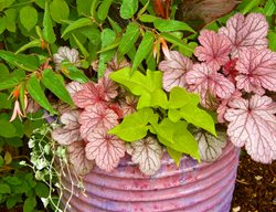 Pink Plant Container
Container Garden Pictures
Suzinn Weiss
Portland, OR