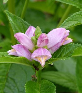 PINK TURTLEHEAD PLANT