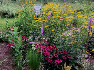 Pollinator Plants, Pollinator Garden
Garden Design
Calimesa, CA