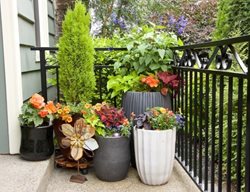 Porch Container Arrangement
Container Garden Pictures
Peggy Evans
