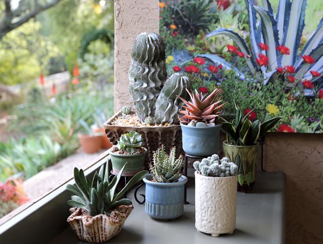 Potted Succulents, Succulent Collection
Garden Design
Calimesa, CA