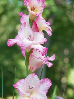 Priscilla Gladiolus, White And Pink Gladiolus
Shutterstock.com
New York, NY