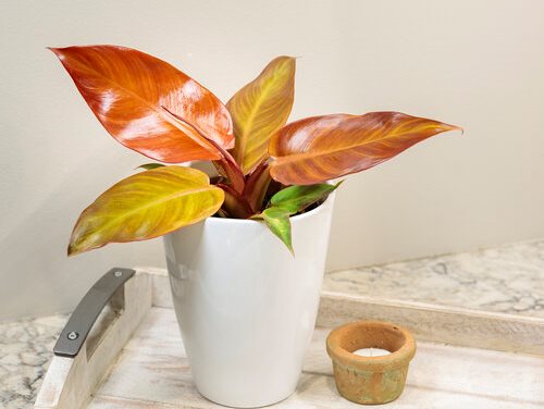 Prismacolor Sun Red Philodendron, Philodendron Hybrid
Proven Winners
Sycamore, IL