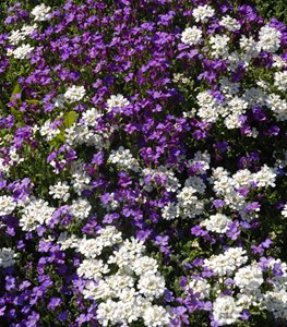 Purple and White Rock Cress