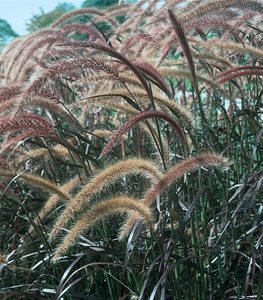 PURPLE FOUNTAIN GRASS 'RUBRUM'