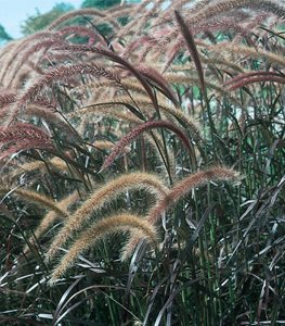 Graceful Grasses® Vertigo® purple fountain grass