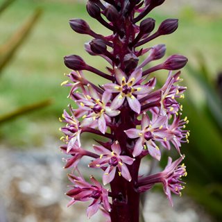 Purple Rain Eucomis Flower
"Dream Team's" Portland Garden
Proven Winners
Sycamore, IL