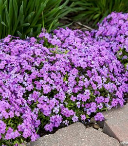 ‘Purple Sprite’ spring phlox