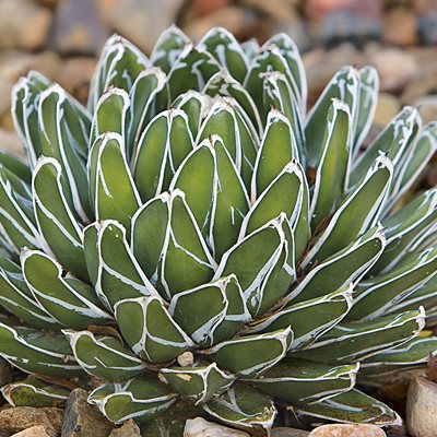  Queen Victoria Agave, Agave Victoriae Reginae
"Dream Team's" Portland Garden
The Ruth Bancroft Garden
Walnut Creek, CA