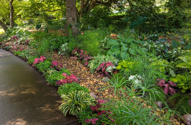 Rain Garden Planting, Rain Garden Design
Proven Winners
Sycamore, IL