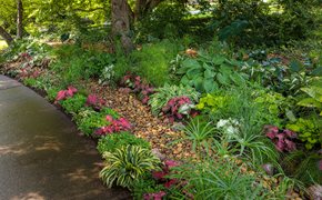 Rain Garden Planting, Rain Garden Design
Proven Winners
Sycamore, IL