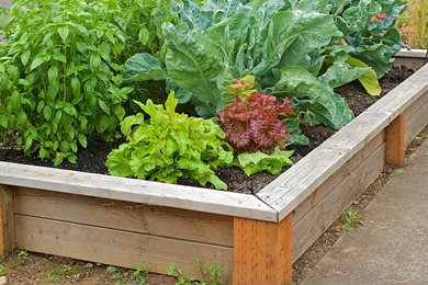 Raised Bed Garden, Growing Lettuce, Vegetable Garden
"Dream Team's" Portland Garden
Garden Design
Calimesa, CA