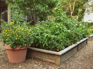 VEGETABLE GARDEN