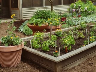 Raised Beg Garden, Vegetable Garden
Creating a Raised Bed Garden
Proven Winners
Sycamore, IL