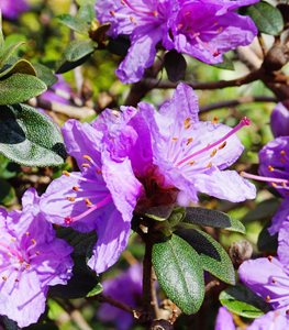 ‘RAMAPO’ RHODODENDRON