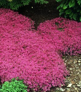 Red Creeping Thyme