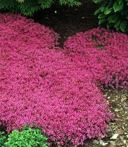 CREEPING THYME