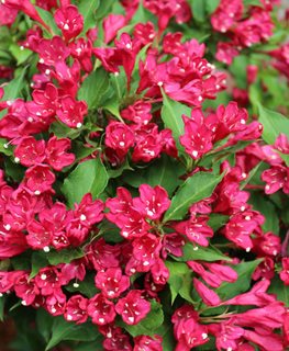 Red Prince, Weigela Florida
Shutterstock.com
New York, NY