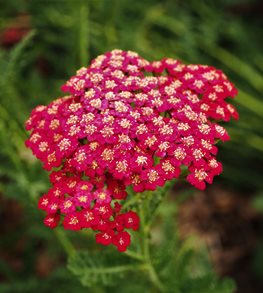 RED VELVET YARROW