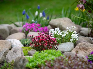 Rock Garden Plants
"Dream Team's" Portland Garden
Shutterstock.com
New York, NY