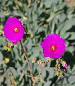 ROCK PURSLANE