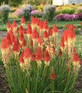 Pyromania® 'Rocket's Red Glare' kniphofia