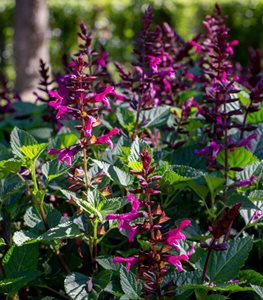 Rockin® Fuchsia salvia