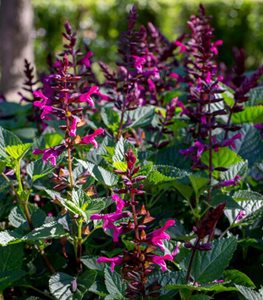 Rockin'® Fuchsia salvia