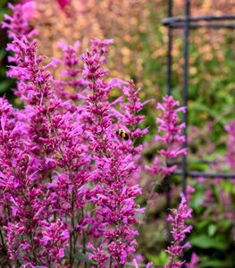 ROYAL RASPBERRY AGASTACHE