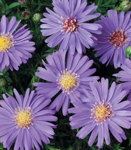 SAPPHIRE MIST ASTER