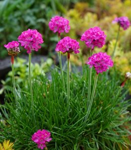 Sea Thrift