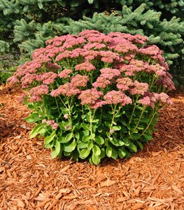 SEDUM 'AUTUMN JOY'