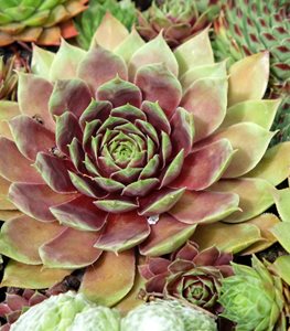 Sempervivum plants