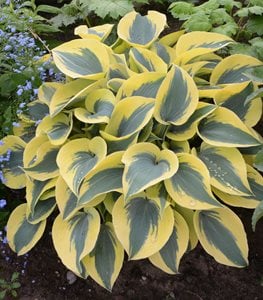 SHADOWLAND® 'AUTUMN FROST HOSTA