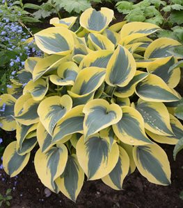 Hosta plant