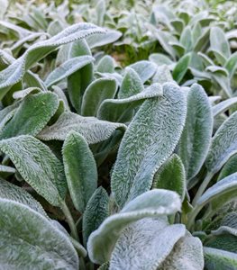 Silver Carpet lamb's ear