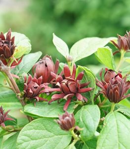 SIMPLY SCENTSATIONAL SWEETSHRUB