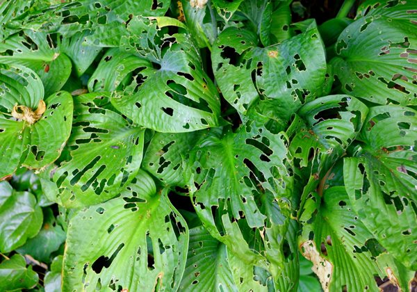 slug damaged hosta